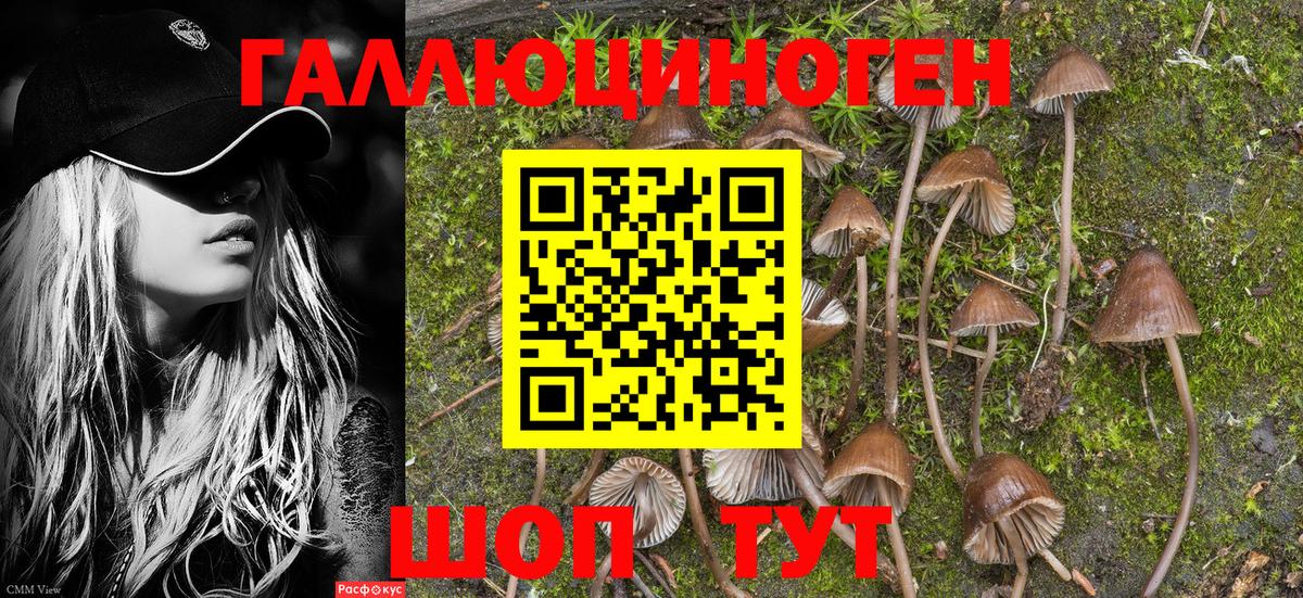 Псилоцибиновые грибы Psilocybe Сергиев Посад